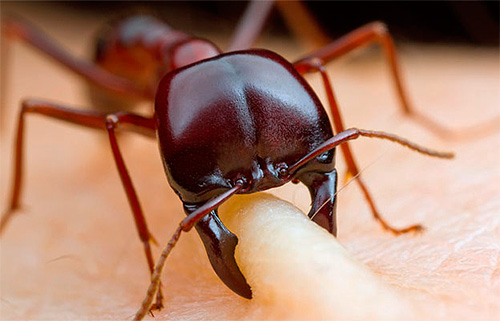 Jika semut dalam mimpi merangkak ke atas badan dan menggigit ...