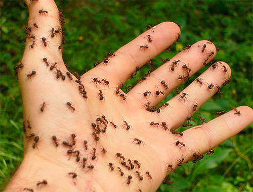 A에서 Z까지의 꿈 해석에 따르면, 몸을 기어 다니는 개미-명예