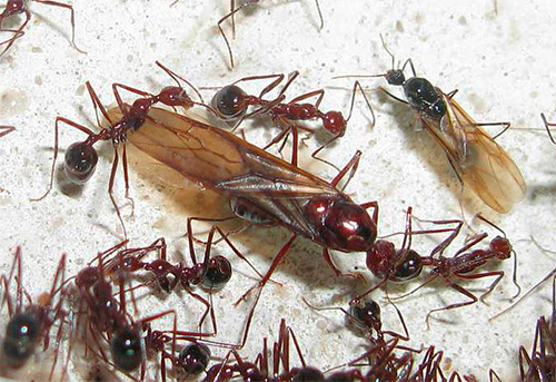 날개 달린 개미와 자는 것은 나쁜 징조