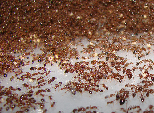 Jika anda bermimpi tentang semut merah