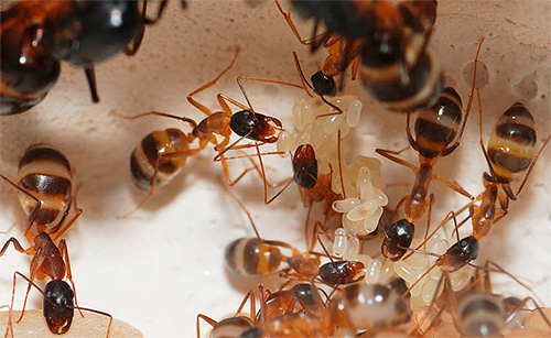 Over methoden om met mieren in het appartement om te gaan