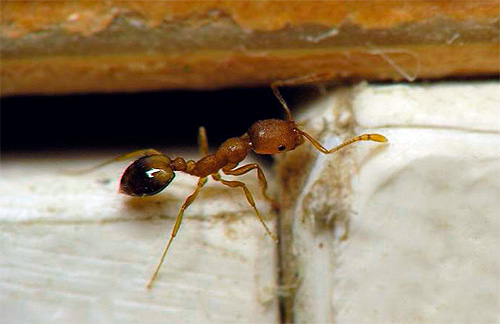 Maatregelen om het opnieuw binnendringen van mieren in het appartement te voorkomen, zijn ook belangrijk.