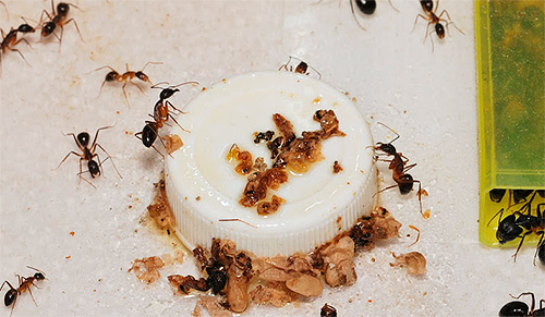 Trebuie să vă ocupați cuprinzător de furnicile domestice