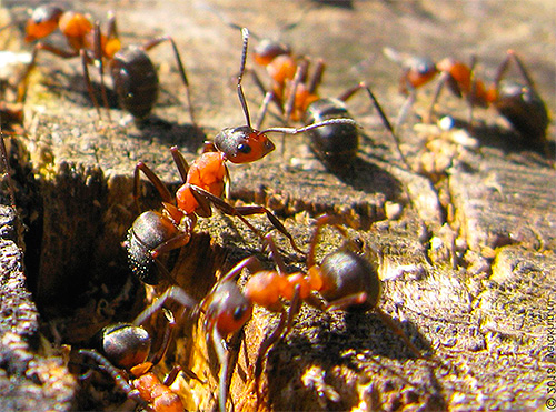 Wintering은 개미집 전체의 삶에서 중요한 단계이므로 개미는 조심스럽게 준비합니다.