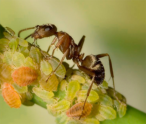 때때로 개미는 진딧물을 지하 개미집으로 운반합니다.