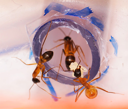 Bir ev karınca yuvasında, karıncalar özel geçitler boyunca hareket eder.