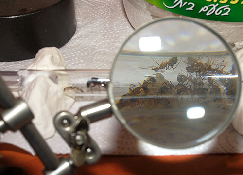 Menggunakan contoh sarang semut rumah, adalah mudah untuk menonton penyediaan semut untuk musim sejuk