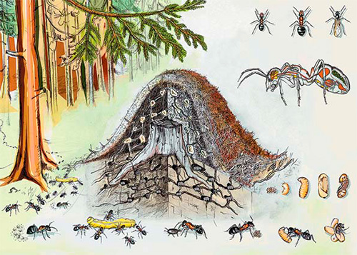 K přezimování se obvykle používají spodní komory mraveniště.