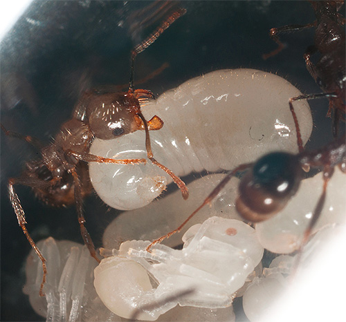 Myror av vissa arter fortsätter att mata larverna även på vintern