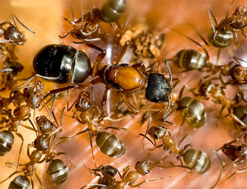 في الربيع ، تبدأ ملكة النملة في وضع بيض جديد.