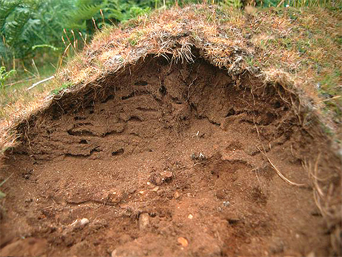 Hos många arter av myror fryser inte livet i en myrstack på vintern.