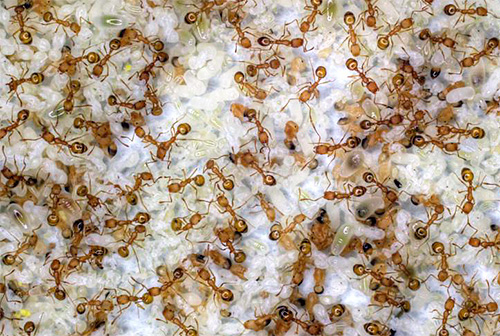 Semut pekerja membawa gel ke sarang mereka dan boleh meracuni ratu