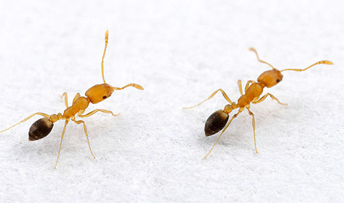 Sekiranya semut kadang-kadang ditemui di dalam rumah, adalah berguna untuk mengambil langkah pencegahan.