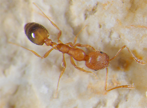 Semut domestik mampu membawa patogen penyakit berbahaya