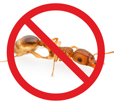 Terdapat banyak cara untuk menghilangkan semut rumah.