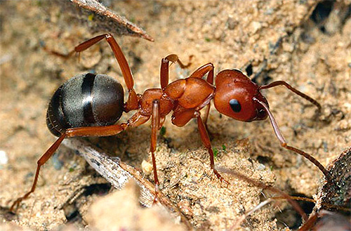 Înțelegem cum furnicile sunt capabile să-și găsească drumul acasă la furnicar