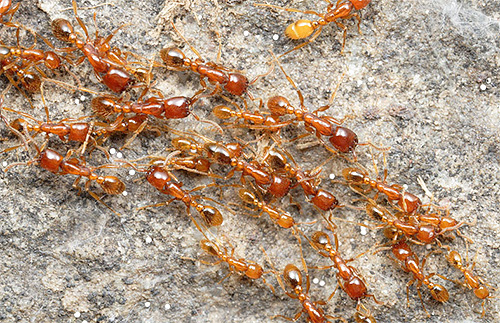 Karıncalar aynı anda birkaç uzaysal yönlendirme mekanizması kullanır.
