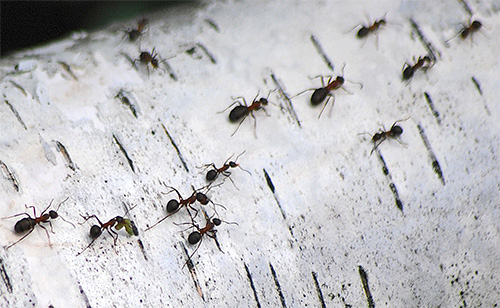 Alle mierensoorten gebruiken chemische markers om hun weg naar huis te vinden.