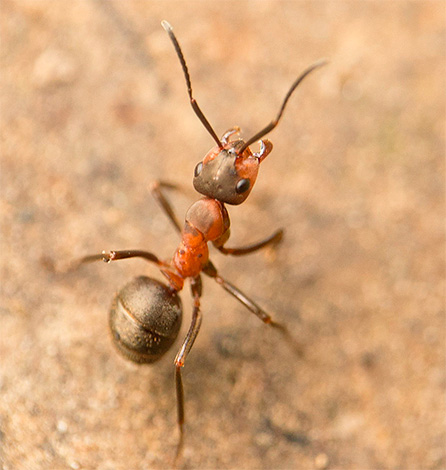 Anche l'orientamento al sole è importante per le formiche.