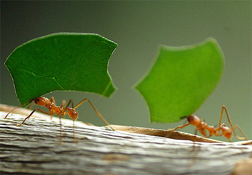 Se crede că, în căutarea unei drumuri spre casă, furnicile sunt, de asemenea, ghidate de câmpul magnetic al Pământului.