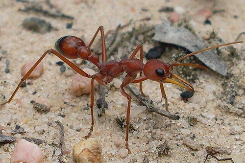 أظهرت التجارب أن النمل يتذكر عدد الخطوات التي اتخذها.