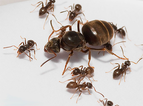 La regina della formica domestica è il cuore dell'intera colonia