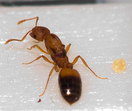 Děloha faraóna (domácího) mravence