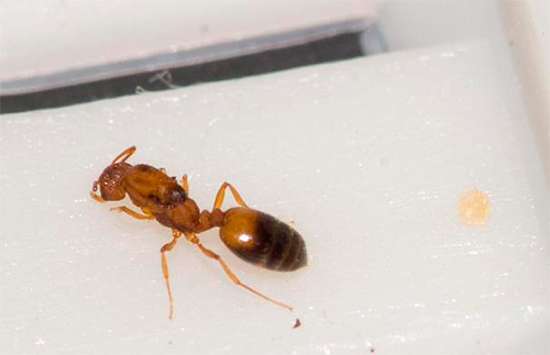 Corpul reginei furnicilor domestice este de obicei maro închis.