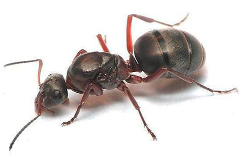 Κοντινή φωτογραφία μιας βασίλισσας μυρμηγκιών
