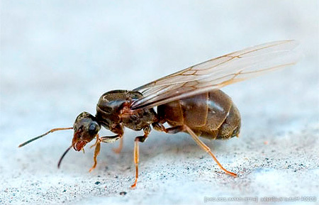 날개달린 암컷 집개미