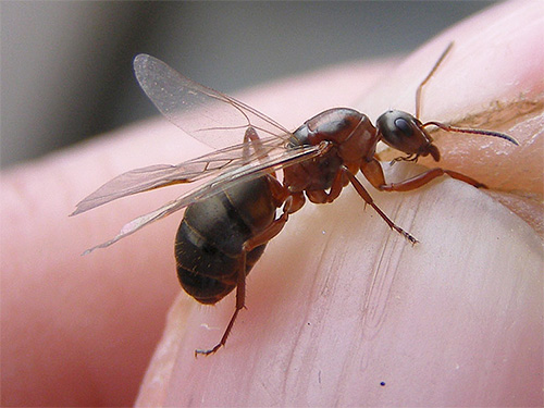Τα φτερά για τα οικόσιτα μυρμήγκια συνήθως δεν είναι χρήσιμα.