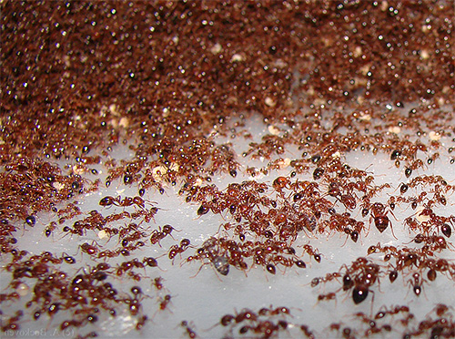 파라오 개미의 개미집