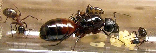 Domácí mravenčí královna vedle vajec