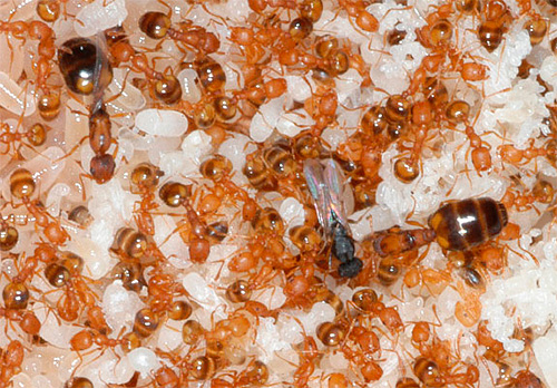 Yerli karıncalardan oluşan bir kolonide, bir kraliçe öldüğünde yerine bir diğeri geçer.