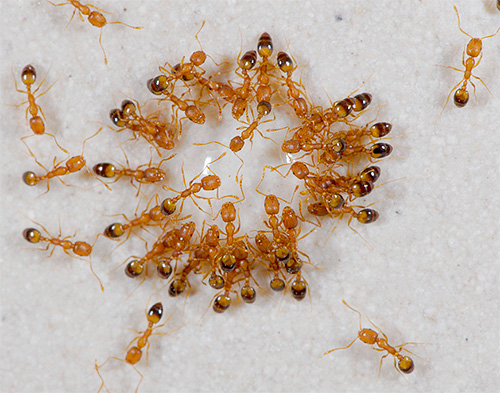 Τα μικρά κόκκινα μυρμήγκια του σπιτιού ονομάζονται επίσης μυρμήγκια Φαραώ.