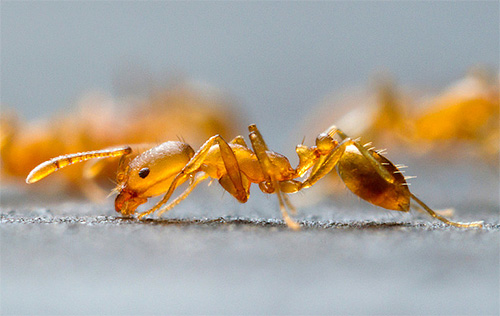 Er zijn verschillende methoden om mieren in het appartement te bestrijden.