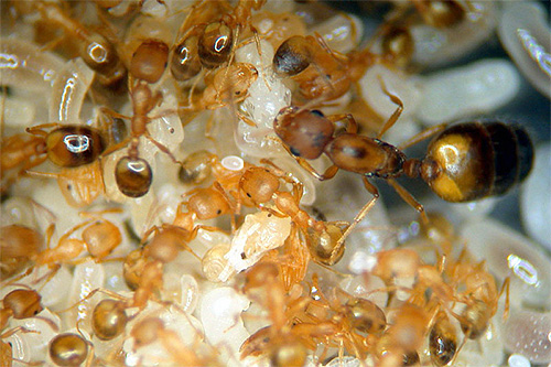 Při odstraňování mravenců z bytu je důležité zničit jejich dělohu