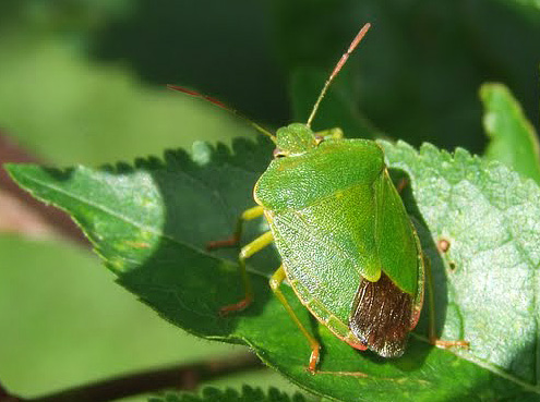 Yeşil kokuşmuş böcek güzel bir Latince isme sahiptir Palomena prasina