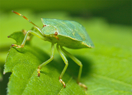 Yeşil kokuşmuş böcek yakın çekim
