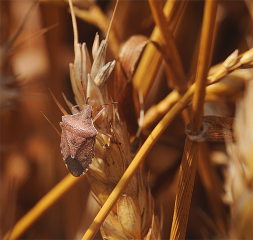 Le cimici dei letti possono anche attaccare le colture di cereali.