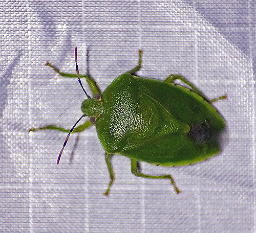 A poche persone piace vedere un insetto verde nella loro casa.
