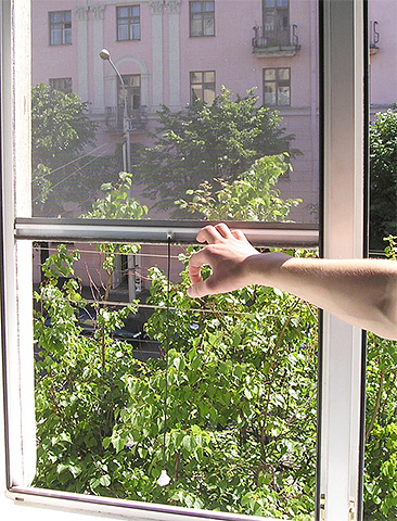 Een klamboe voor het raam helpt het binnendringen van houtwantsen in het appartement te bestrijden