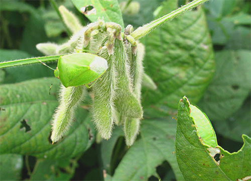 Çoğu zaman kokuşmuş böcekler ekili bitkiler için gerçek bir tehdit oluşturabilir.