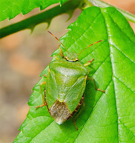 สีเขียวอ่อนของแมลงทำให้แทบมองไม่เห็นกับใบไม้