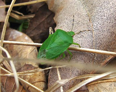 In primavera, gli insetti puzzolenti strisciano fuori dalle foglie cadute e iniziano a moltiplicarsi attivamente.