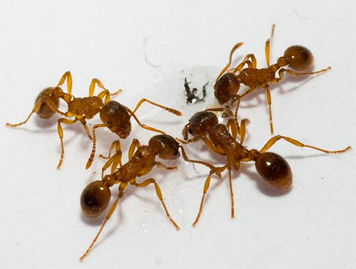 De beste plaats om de val te plaatsen zijn mierenpaden