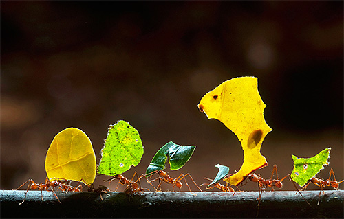 Mravenci ořezávač listů jsou známí svými neobvyklými schopnostmi. Pojďme zjistit co?
