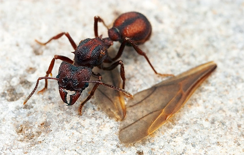 Při krmení prvních larev přežije samička mravence listonoha tím, že jí ohlodaná křídla.