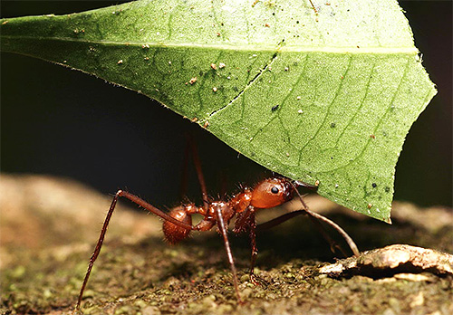 Τα μυρμήγκια κοπής φύλλων δεν είναι εξωτερικά αξιοσημείωτα, εκτός ίσως από τα μάλλον μακριά πόδια.