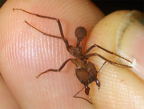 Τα μυρμήγκια κοπής φύλλων δεν είναι πολύ μεγάλα σε μέγεθος